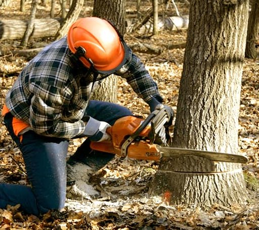 Tree Removal in Heidelberg, MS